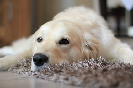 dog laying on a rug