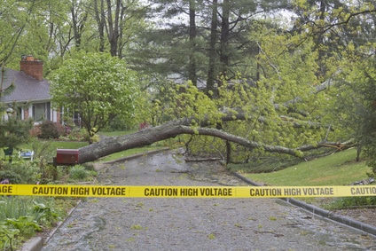 fallen tree on road with caution tape