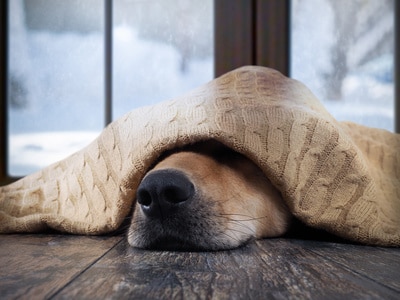 dog on a hardwood floor covering his head with a wool blanket