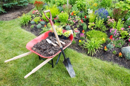 Red wheel barrow sitting on a green lawn with soil filled inside.